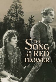 Il canto del fiore rosso [Sub-Ita] Streaming